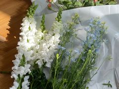 -双季花艺园艺市场(浦东店)