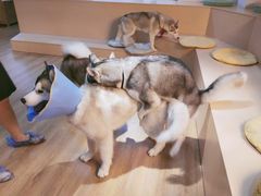 -Husky Go! 哈士奇体验馆·宠物咖啡厅狗咖