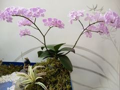 -厦门园林博览苑