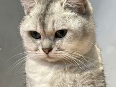 -猫儿山۰猫主题餐厅