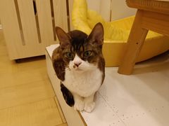 -Let's go狗咖·猫咖·奶狗·桌游(春熙路IFS店)