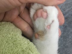 -伟伟宠物医院·瑞派猫友好医院·猫科(光谷店)