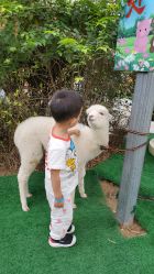 -萌宠亲子动物乐园(槐房万达店)