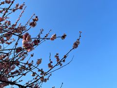 -苏州上方山国家森林公园