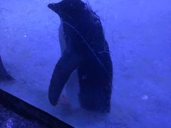 -上海海昌海洋公园