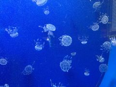 -抱抱地球咖啡馆(国家海洋博物馆店)