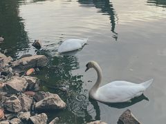 -深圳野生动物园
