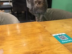 -猫色咖啡·猫咖