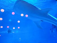 -烟台海昌鲸鲨海洋公园