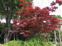 景点-南翔镇银翔湖公园