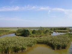 -盐城丹顶鹤湿地生态旅游区
