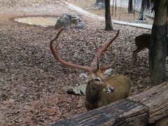 -清迈夜间动物园