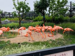 -武汉动物园
