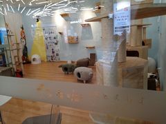 -猫冇咖·家门口的撸猫馆(大融城店)