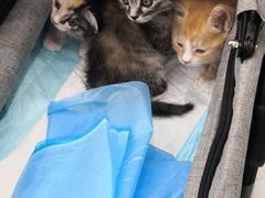 -纳吉亚猫专科动物诊疗中心(蒋宅口分院)
