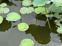 -龙头寺公园
