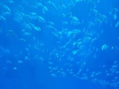 -南昌海洋公园