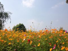 iphone_upload_pic-梁鸿国家湿地公园