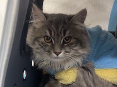 -佳雯宠物医院·皮肤科·内外科(春晓路分院)