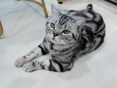 -糯米喵星人·撸猫猫舍咖啡馆(西市场嘉华店)