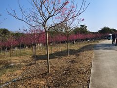 -天适樱花悠乐园