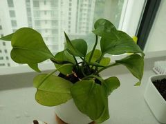-新湖明珠城