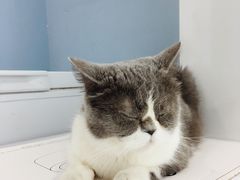 -喵的天空名猫咖啡馆·撸猫·猫舍·用品