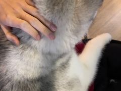 -Husky Go! 哈士奇体验馆·宠物咖啡厅狗咖