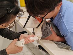 -艾吉宠物医院·疑难杂症转诊中心·猫友好(碧江路院)
