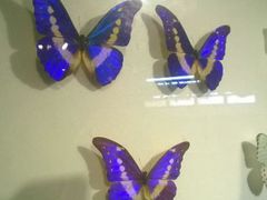 android_upload_pic-上海昆虫博物馆