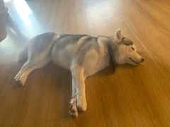 -Husky Go! 哈士奇体验馆·宠物咖啡厅狗咖