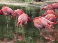 -石家庄市动物园