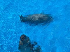 -上海海昌海洋公园