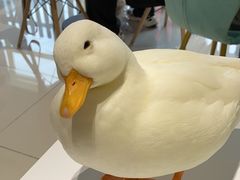 -RU DUCK柯尔鸭公社·撸鸭俱乐部·羊驼·小香猪