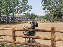 -大连森林动物园