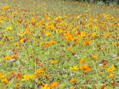 -深圳国际园林花卉博览园