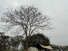 -风云岭森林公园