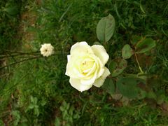 -松山湖梦幻百花洲