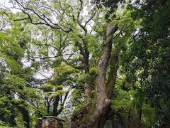 -来宫神社