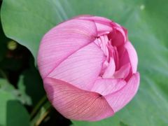 -陈家山荷花公园