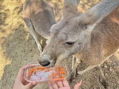 -泉州海丝野生动物世界