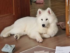 -艾贝尔宠物医院 ·内科全科(梁溪路店)