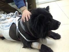 北京康乐宝动物医院-康乐宝动物医院