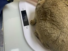 -爱妮康宠物医院·干细胞免疫细胞·肿瘤·心脏(张江店)