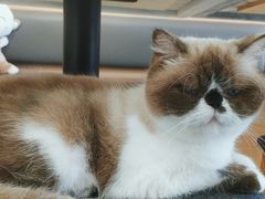 -喵园·猫主题咖啡厅·撸猫·猫咖(国贸店)