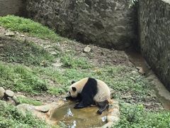 -都江堰中华大熊猫苑
