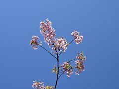 -新江湾城公园