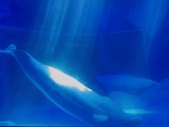 -上海海昌海洋公园-冰山北极馆