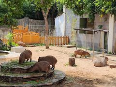 -合肥野生动物园