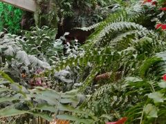 -正佳雨林生态植物园